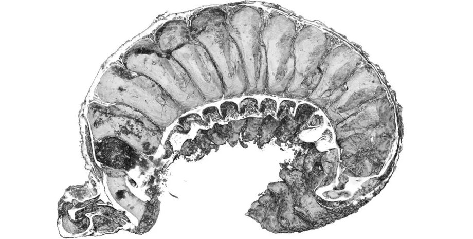 скам'янілість, личинка скам'янілість, скам'янілість личинки