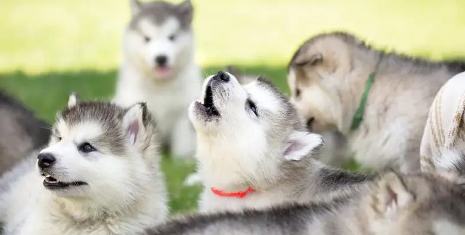 собаки, люди и собаки, дети и собаки