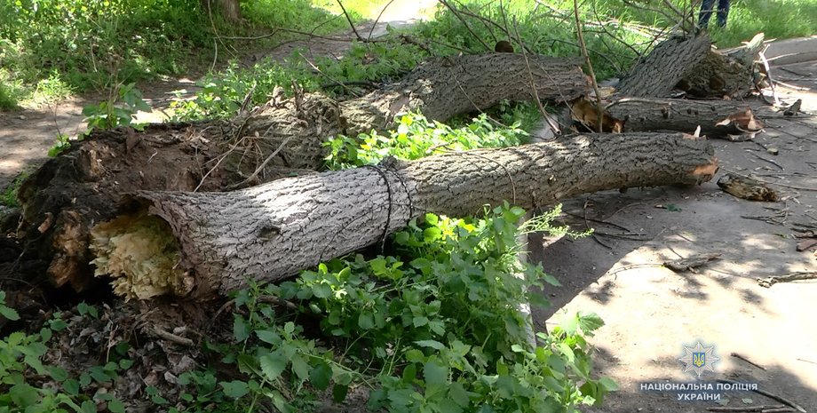 Фото: Нацполиция