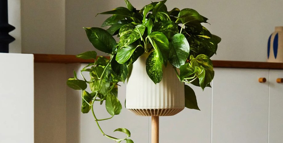 потус, растение