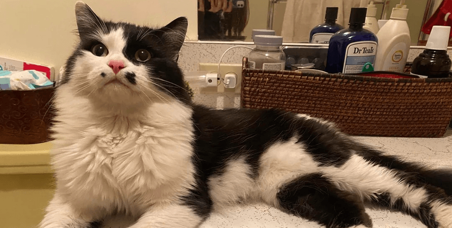 Жінка віднесла кота до притулку, але за тиждень зрозуміла свою помилку