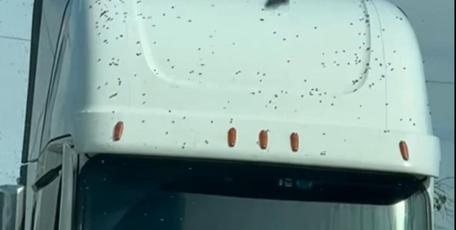 Рой пчел на грузовике