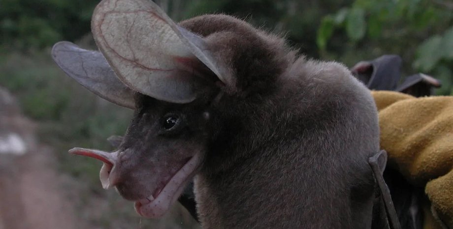 спектральная летучая мышь