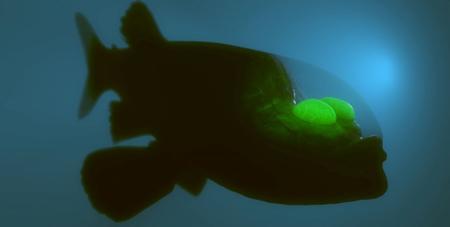 малоротая макропинна, прозрачная голова, зеленые глаза, океан, вода, бочкоглаз