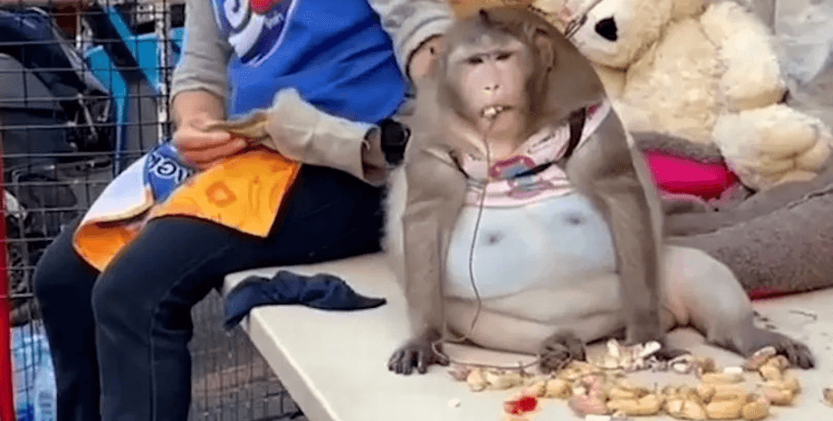 Умерла самая толстая обезьяна, толстая обезьяна, животное по кличке Годзилла, макака с лишним весом