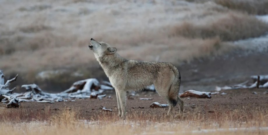 возвращение волков в йеллоустоунский парк