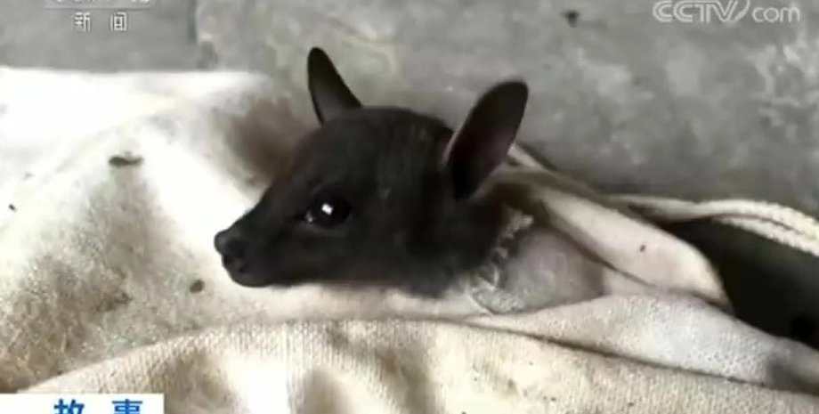 Ученые в Ухани , коронавирус,