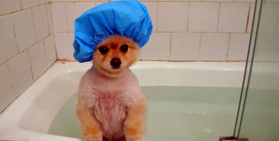 Собака, мытье, домашний любимец