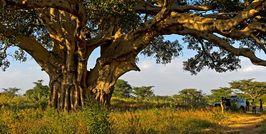 фиговое дерево поглощение углерода