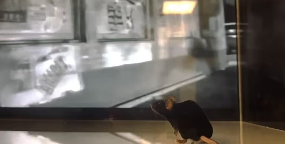 ШІ, миша, відео, інтерпретація думок ШІ