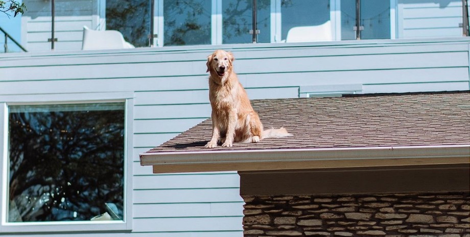Собака на даху, собака, домашня тварина, любить сидіти на даху, постійно сидить на даху, стурбовані сусіди, табличка
