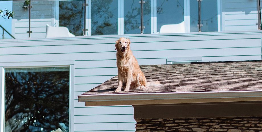 Собака на крыше, собака, домашнее животное, любит сидеть на крыше, постоянно сидит на крыше, обеспокоенные соседи, табличка