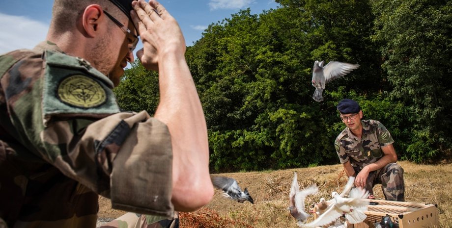 поштовий голуб, армія, голубина пошта