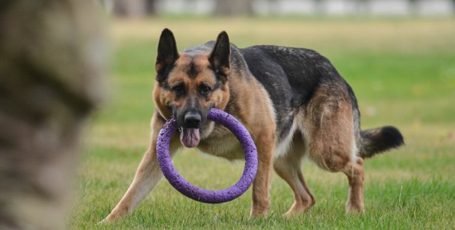 Фото: Униан