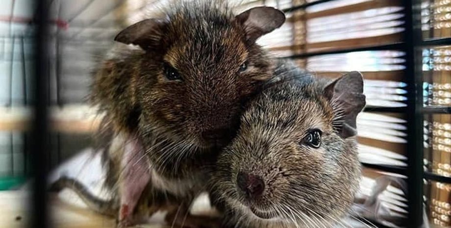 дегу, белка, чилийская белка