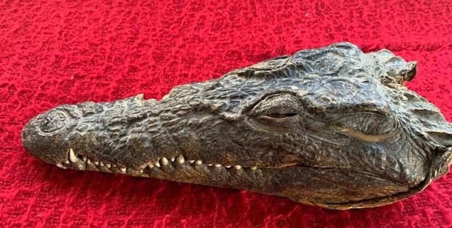 голова крокодила, принц филипп, гамбия