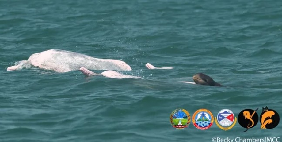 Дитинча дельфіна Іраваді (праворуч) плаває з горбатими дельфінами Індо-Тихоокеанського регіону дельфіни, види дельфінів