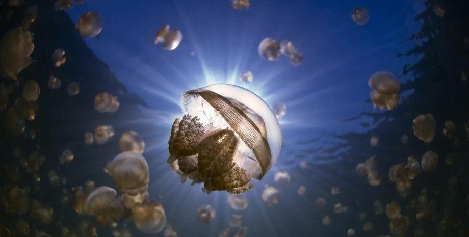медузи, океан, медузи в океані