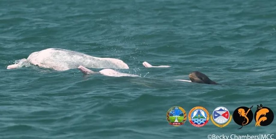 дельфины, виды дельфинов