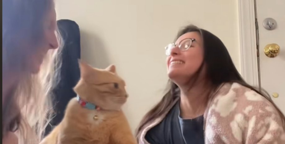 Кот проник на кухню и попытался украсть корм, который был спрятан в кладовой