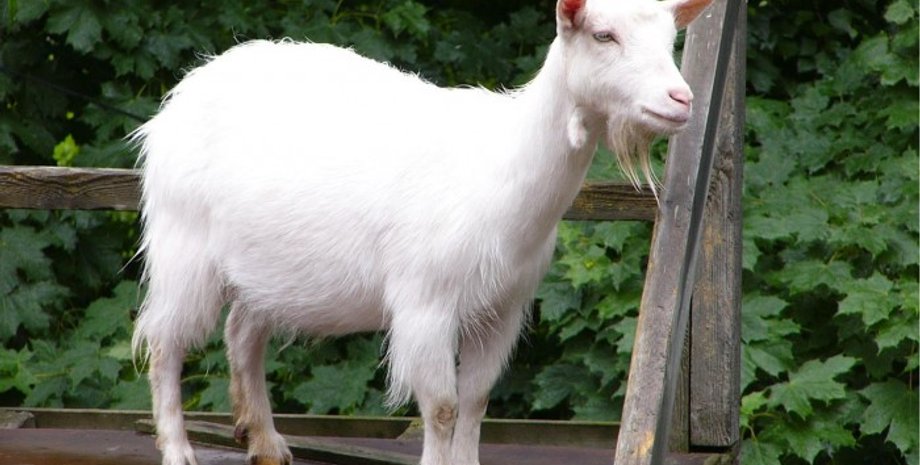 Фото: yorkblog.com