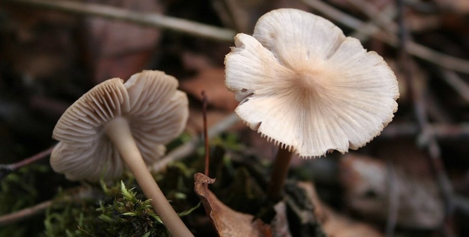 Mycena galericulata, также известная как мицена колпаковидная, широко распространена в Северном полушарии грибы, эволюция, органика, растение, углерод, азот, исследователи, исследования, развитие, Mycena, вид, адаптация, климат