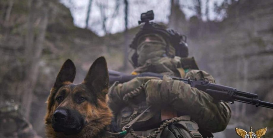 собака в дшв