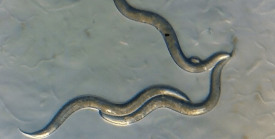 нематоды, черви в зоне отчуждения