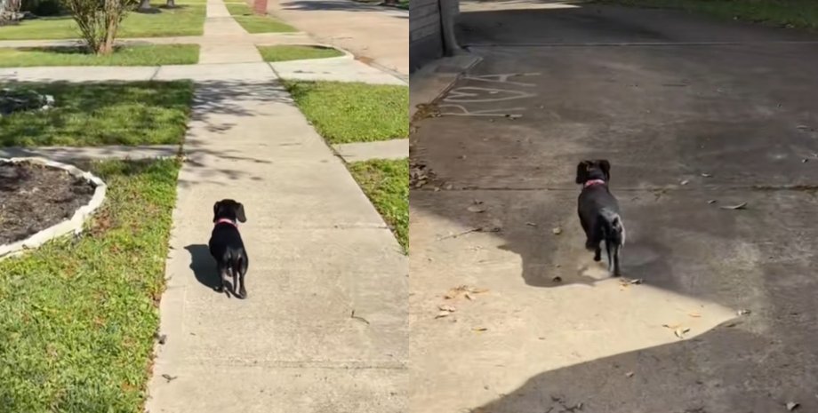 Такса, прогулка с собакой, пожилая собака, собака сбежала с дома, побег собаки, вторая молодость, мини такса, соцсети, вирусное видео, TikTok