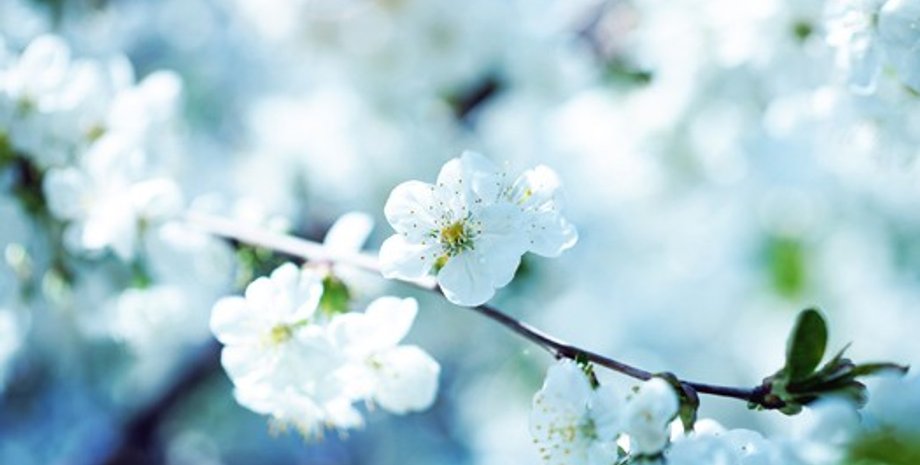 Фото: wallpampers.ru