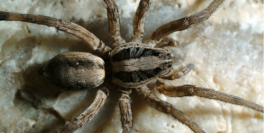 Паук-волк / Фото: pim7.info