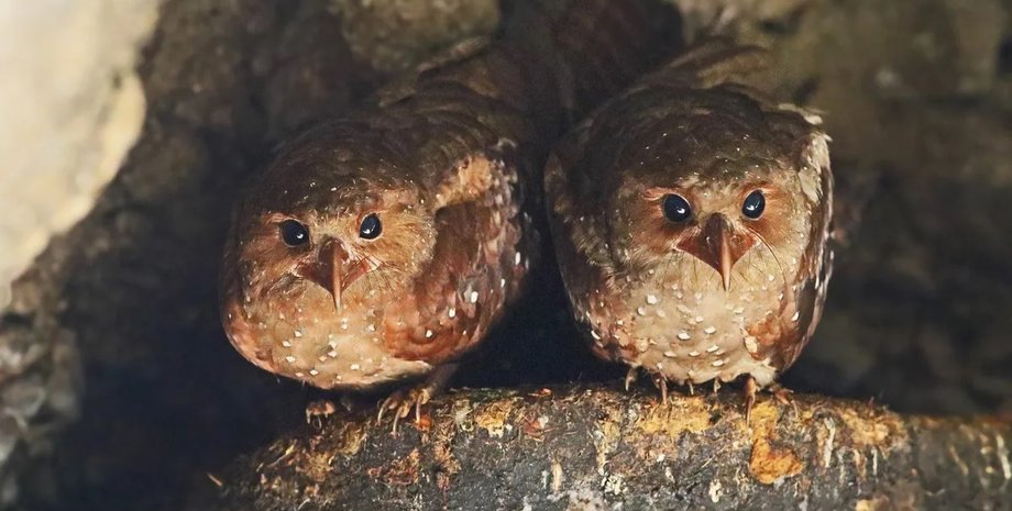 гуахаро, птицы гуахаро, гуахаро птицы