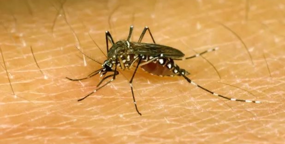 комарі, укус комара