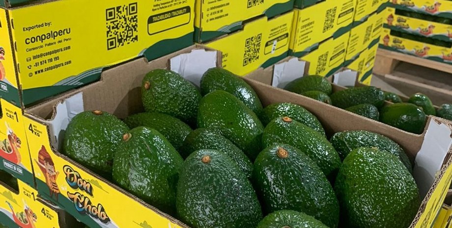 Отруйні авокадо, авокадо з Перу, авокадо з Нідерландів, авокадо в Україні, авокадо з кадмієм, авокадо rasff, авокадо Держспоживслужба