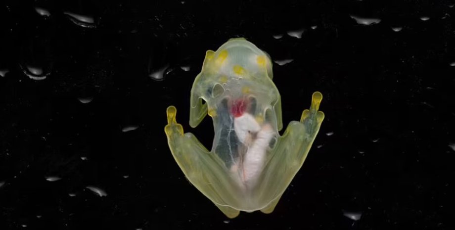 Стеклянная лягушка