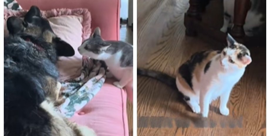 собака і коти