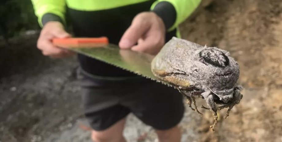 метелик гігант