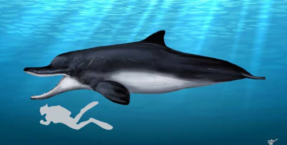 зуб кашалота