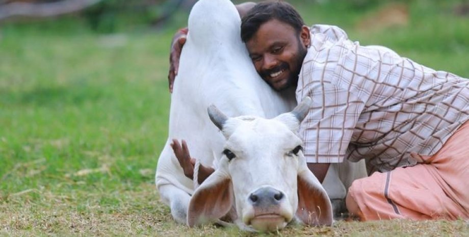 День коровьих объятий, день святого валентина, 14 февраля, индия