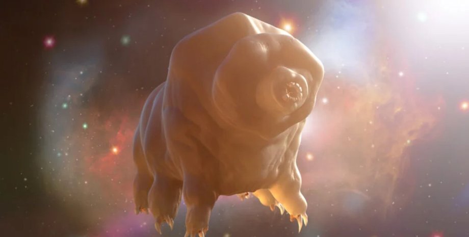 тихохідка космос тихохідка космос