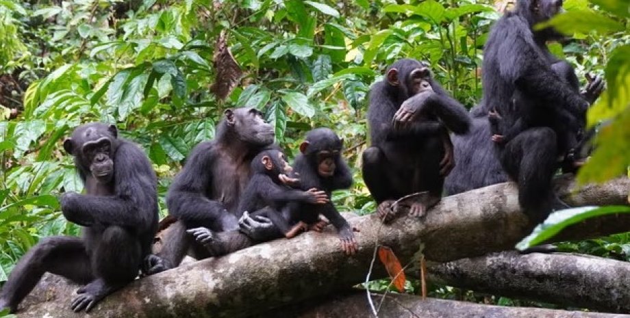 шимпанзе, стая шимпанзе