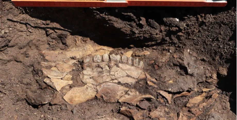 раскопки, Греция, палеолит, шахта, древние люди, стоянка, исследования, археология, эволюция, история, каменный век, артефакты, каменные инструменты, останки животных, исследования, наука, орудия труда