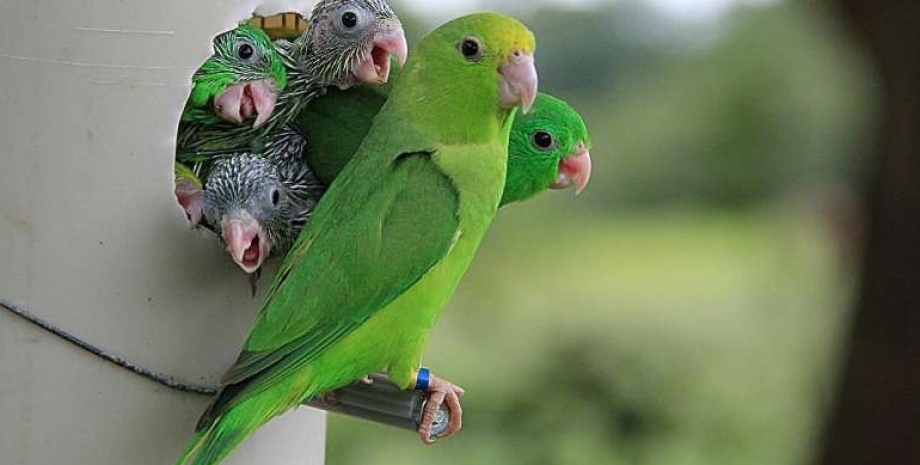 попугаи, гнездо попугаев