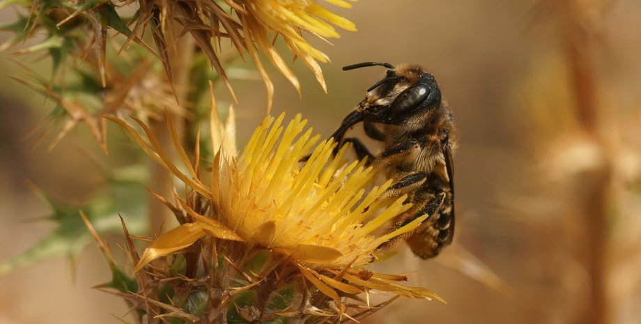 цветение, цветение растений