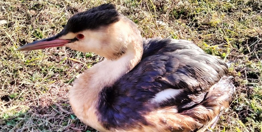 мазут, аварія танкерів РФ у Чорному морі, забруднення узбережжя, екологічна катастрофа