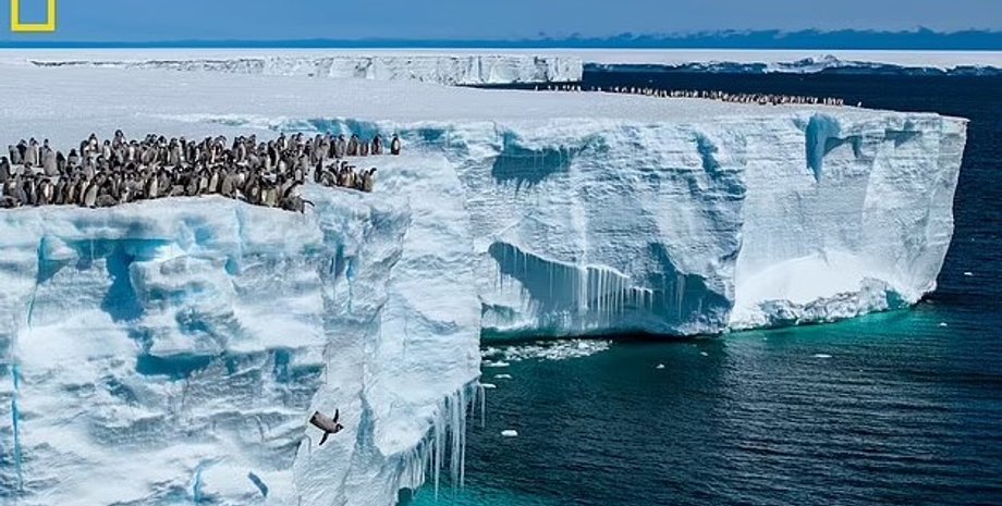 пінгвіни, дитинчата пінгвінів