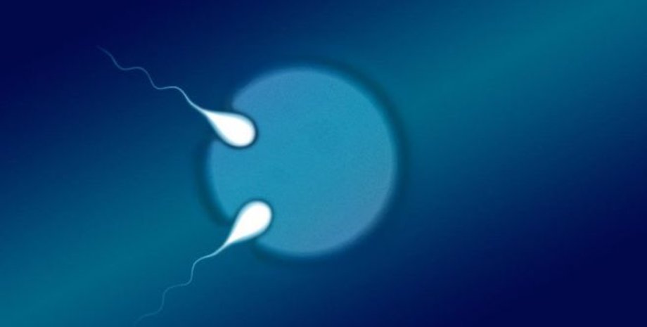 Университет Квинсленда