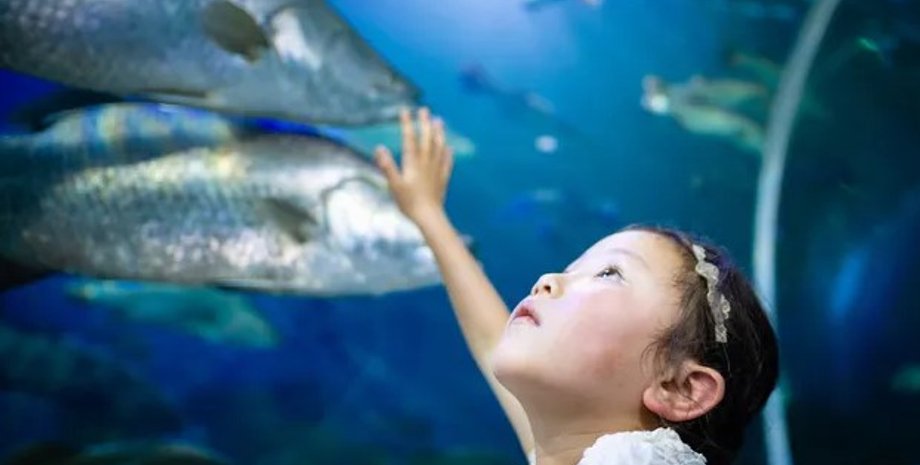 жабры, жабры у людей, люди и жабры