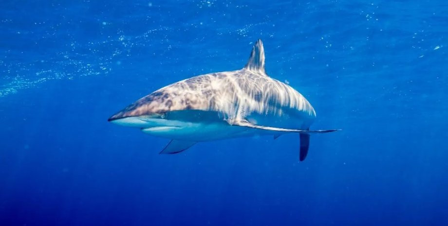 шовкова акула в океані
