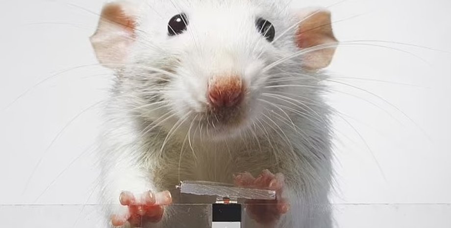 щур, щур фото, щур селфі